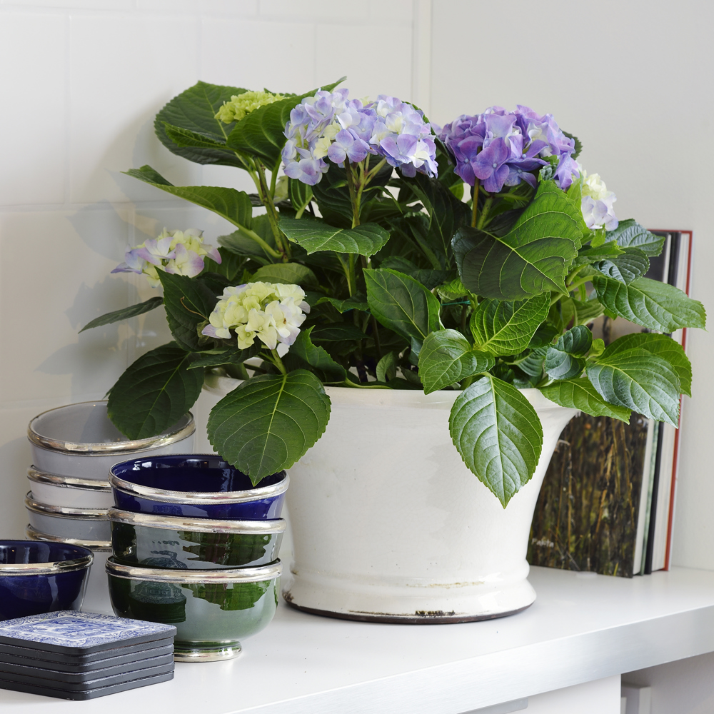 En blommande Hortensia. 