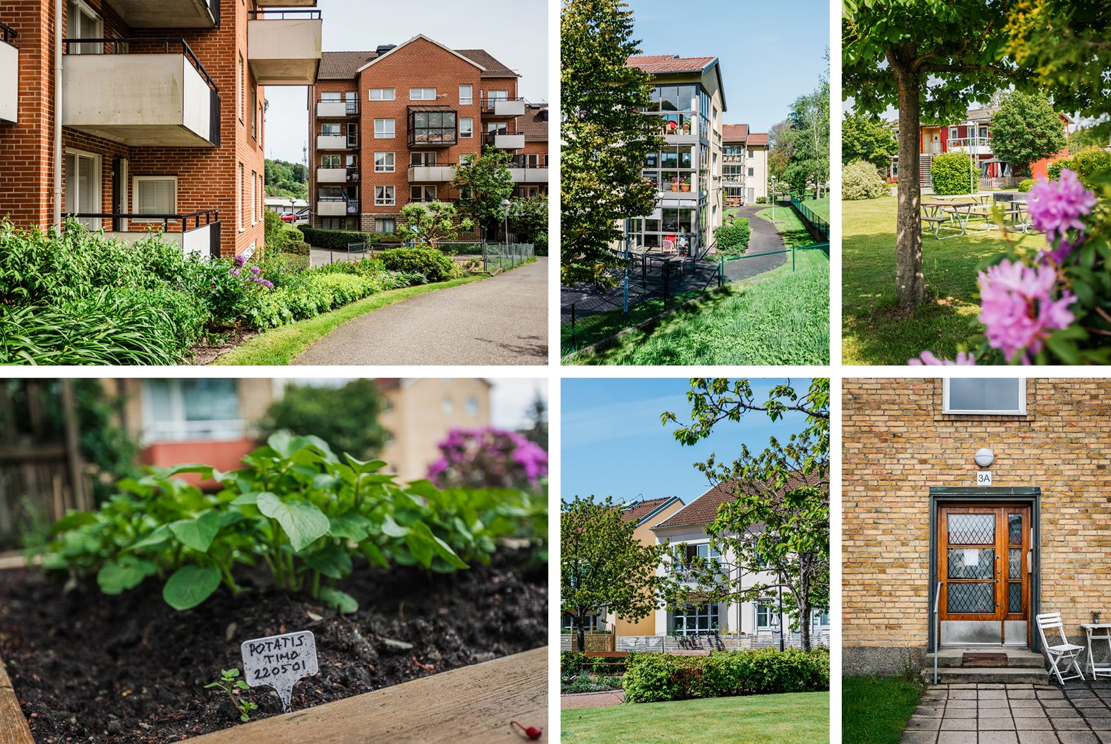 Ett collage med olika bilder på Mölndalsbostäders hus och utemiljöer i sommarskrud. 