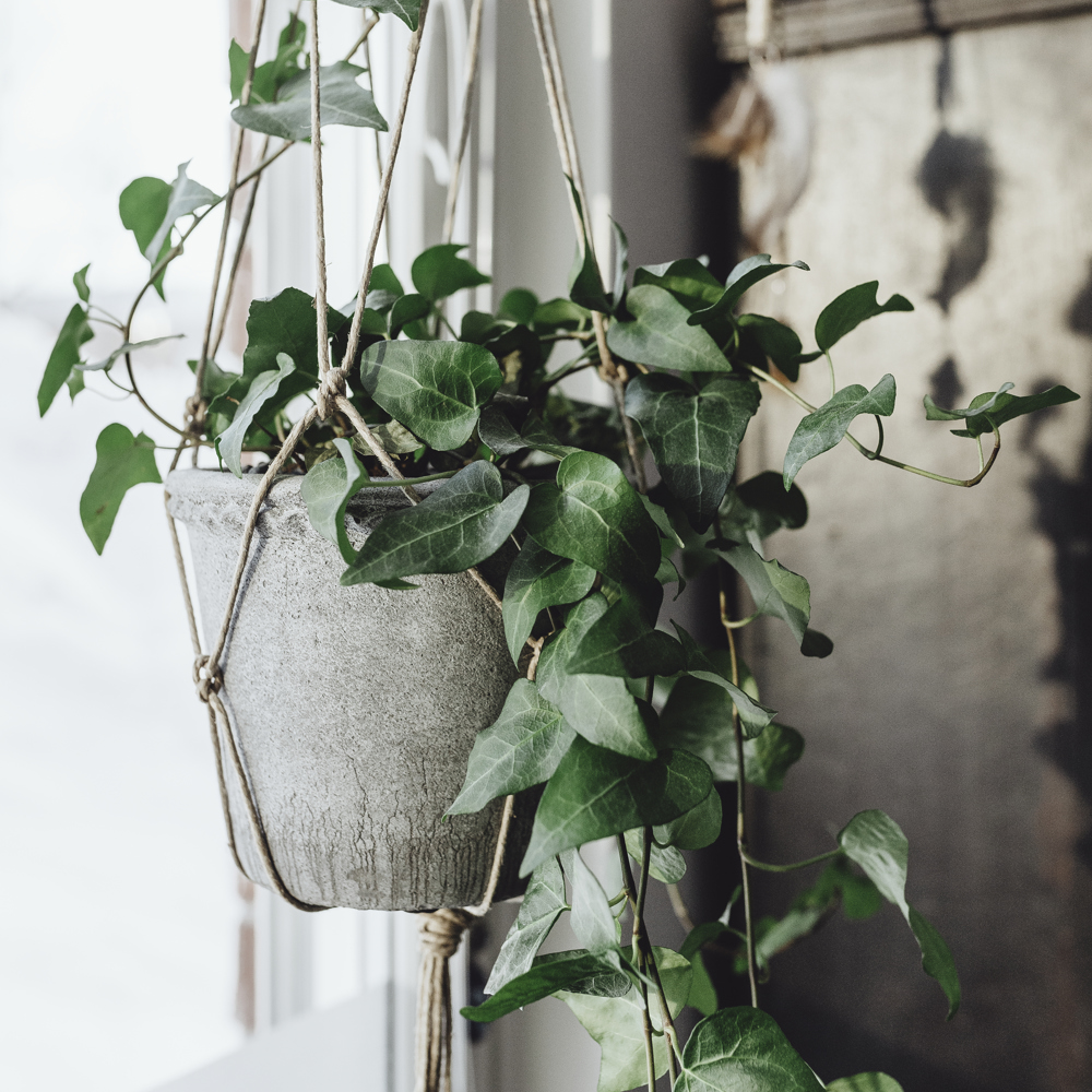 En Murgröna hänger i en ampel. 