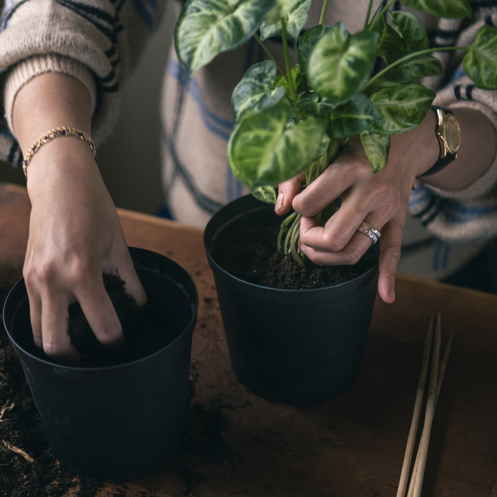 Omplantering av krukväxt till en större kruka. 